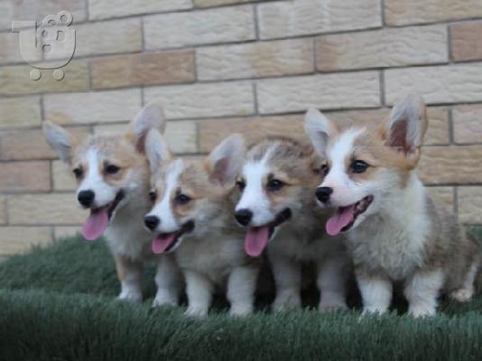 Κουτάβια Welsh Corgi Pembroke